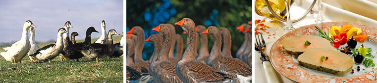 badeau-canard