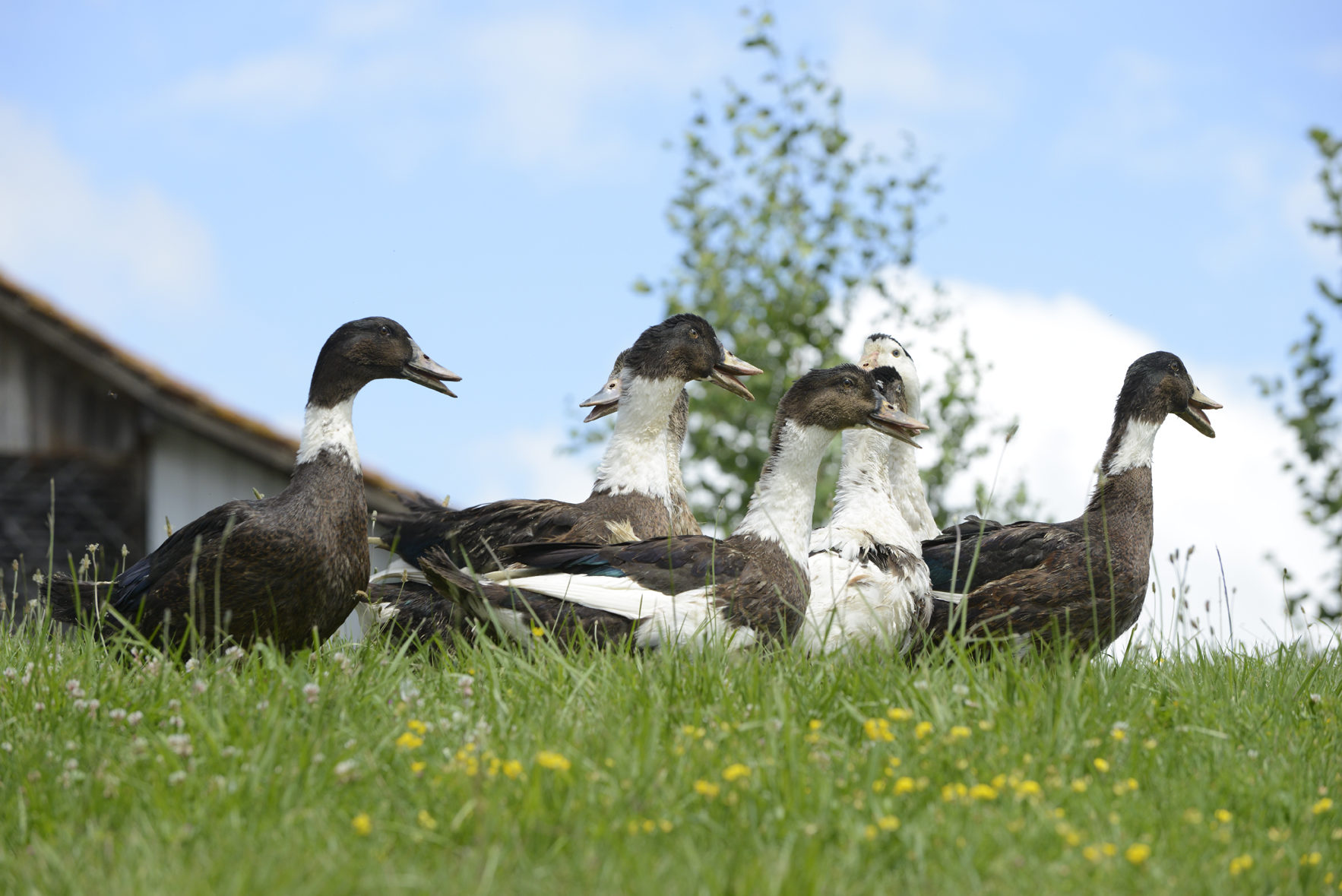 canard du gers